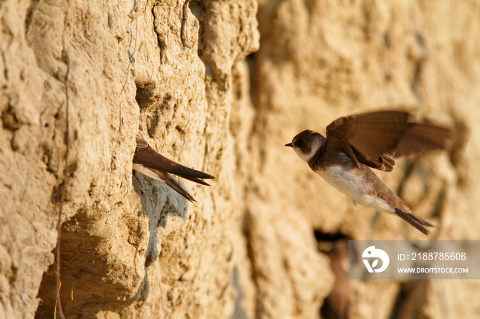 Sand martin from the Drava River, Croatia