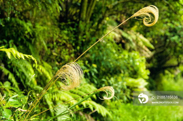 Elegantly shaped plumes of  toetoe or toi speargrass (Austroderia), endemic in New Zealand, against the background of the temperate rainforest