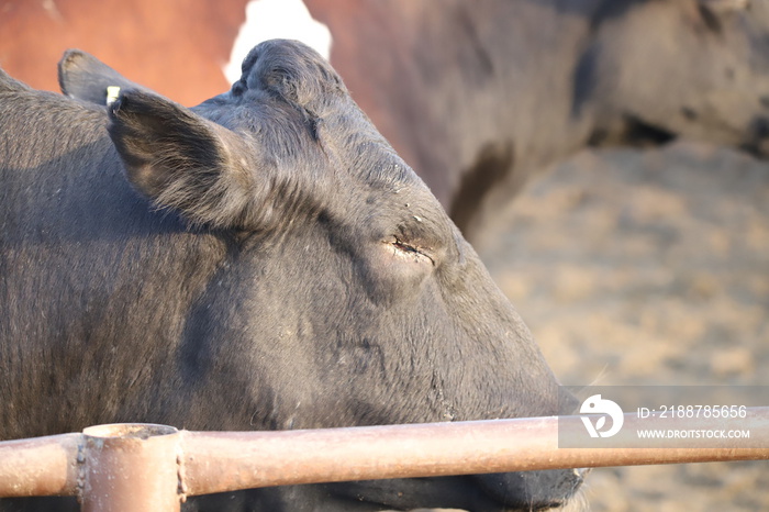 blind cow from one eye.