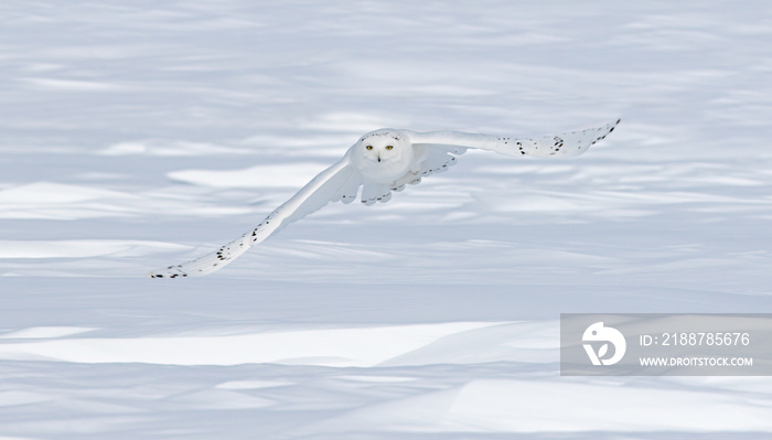 Snowy owl male hunting over a snow covered field in winter in Canada