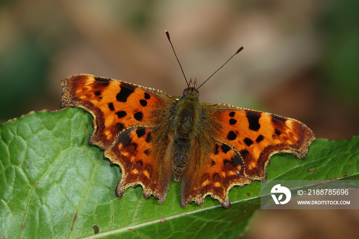 comma butterfly (Polygonia c album) catching some autumn sun