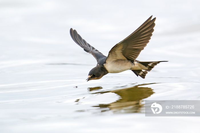 Barn swallow (Hirundo rustica)