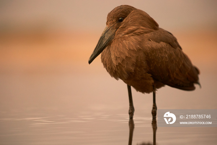 Close-up, unusual brown african wading bird, Scopus umbretta, Hamerkop or  Hammerhead, standing in shallow water during sunset against reddish  background. KwaZulu Natal, South Africa.