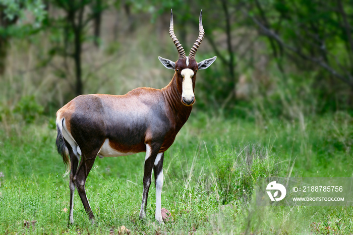 Blesbok, Damaliscus pygargus phillipsi, or blesbuck male full body portrait highly focused in summer, South Africa