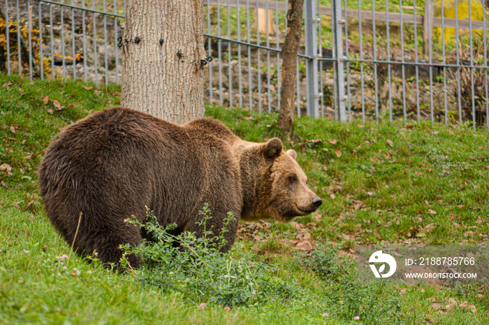 Big Brown Bear in Tripsdrill, South of Germany