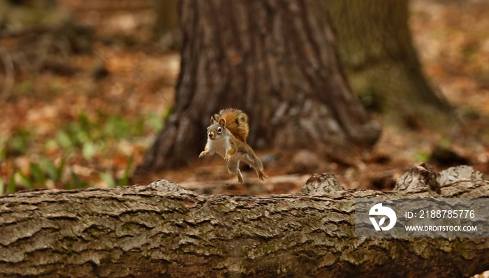 The American red squirrel (Tamiasciurus hudsonicus) known as the pine squirrel, North American red squirrel and chickaree.