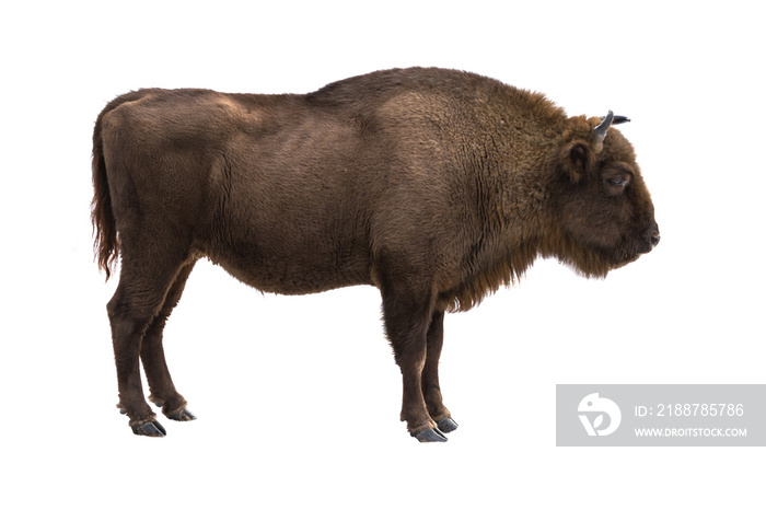 European bison (Bison bonasus) isolate on a white background