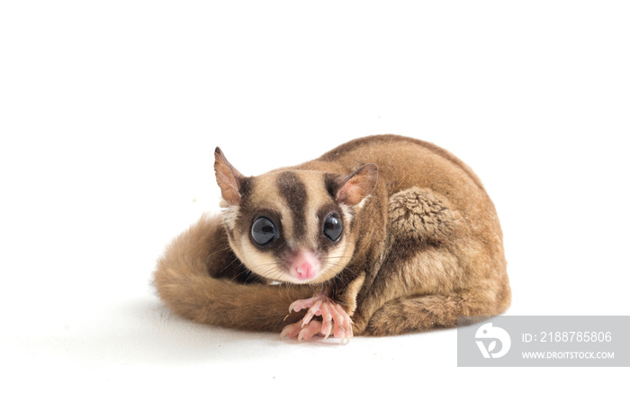 Sugar glider - Petaurus breviceps isolated on white background