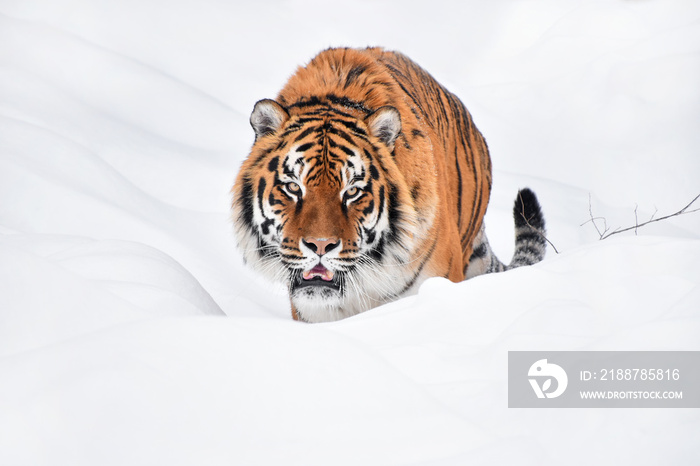 Close up portrait of Siberian tiger in winter snow