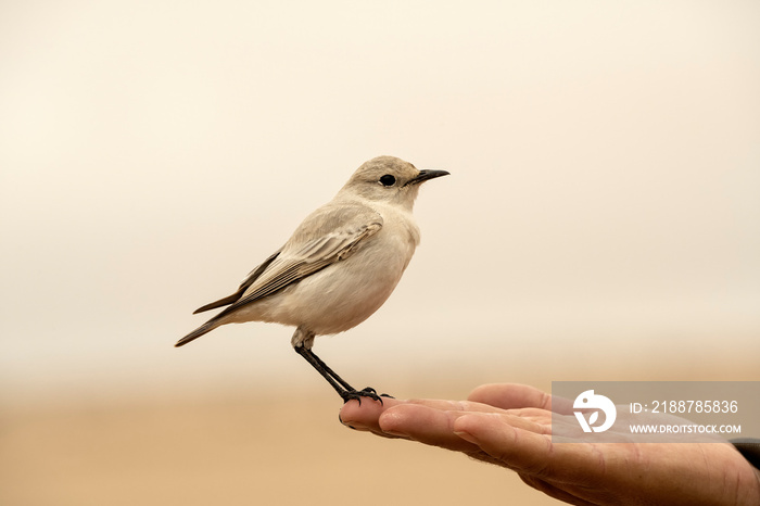 Gray’s lark (Ammomanes grayi) in the Namib Desert;  near Swakopmund, Namibia