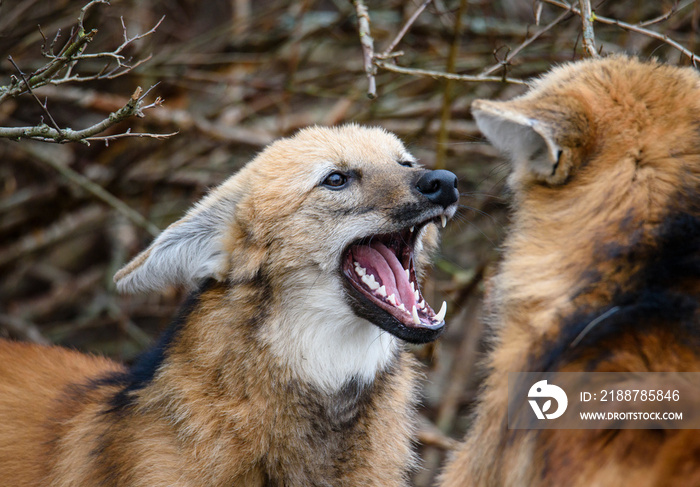 Maned wolf, Chrysocyon brachyurus, beautiful head