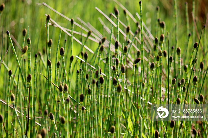 Field with group of water horsetail, Equisetum fluviatile