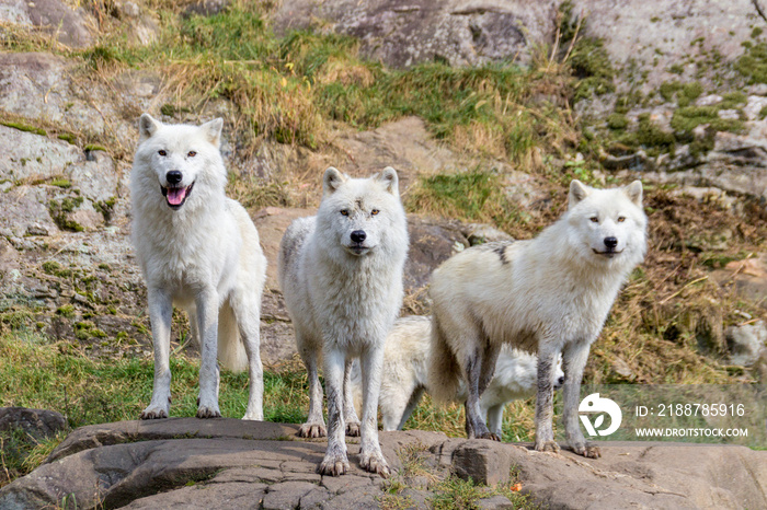 Artic Wolfs in Parc Omega (Canada)