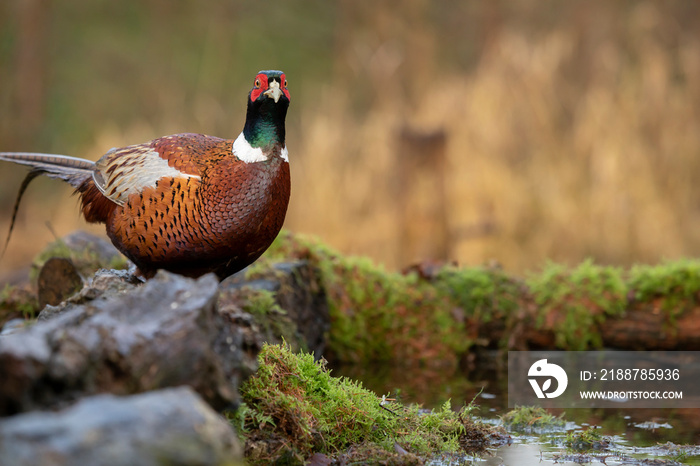 male Ringneck Pheasant (Phasianus colchicus) close up warm light