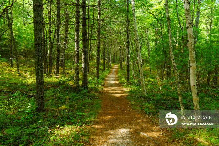 Footpath in a forest, in Kejimkujik National Park