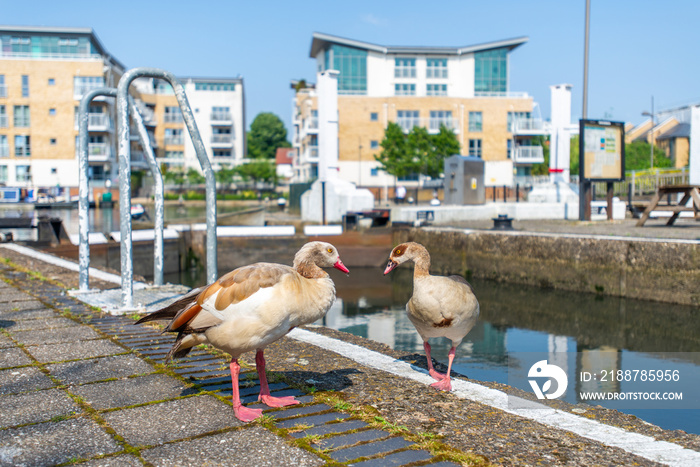 Ducks couple on the street of Brentford