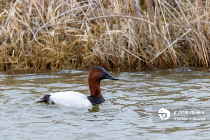 Canvasback Duck