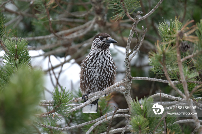 a nutcracker, nucifraga caryocatactes, perched on a mountain pine, pinus mugo, at a cold day in the national park hohe tauern in austria