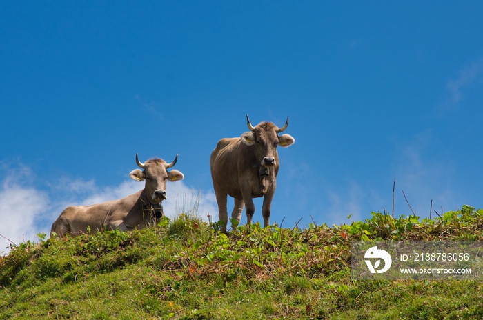 cow on pasture in the alps. Image of the Speer, near Amden in the canton of St.Gallen, Switzerland