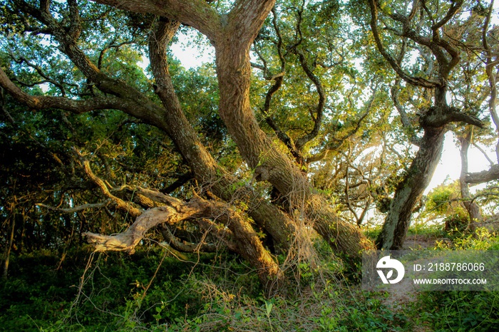 Selective Focus of gnarled windswept live oak trees on Ocracoke Island, North Carolina, where Blackbeard the Pirate was captured and hanged