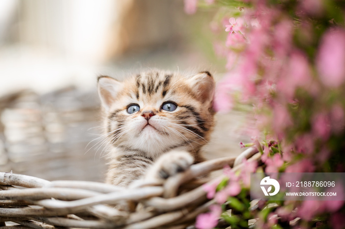 Katze im Frühling, Viva Mangenta