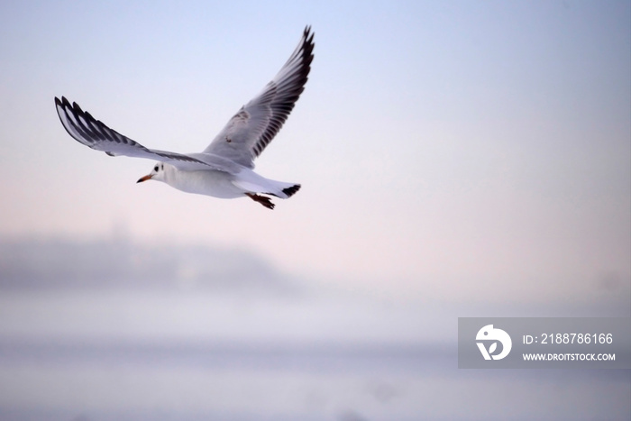 Wildlife photo of a seagull in flight