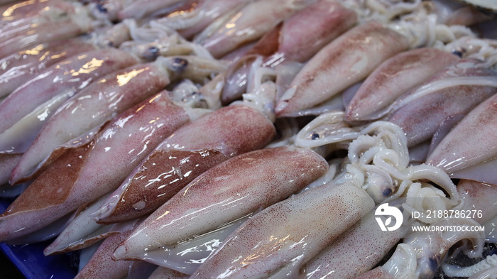 Fresh squid on a tray. Close-up squid or splendid squid : (Loligo spp.) Lined up beautifully on a stall in a traditional Thai fishery market. selective focus