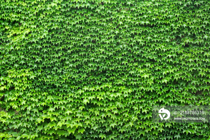 wall of leafs vine full green texture background garden foliage nature pattern