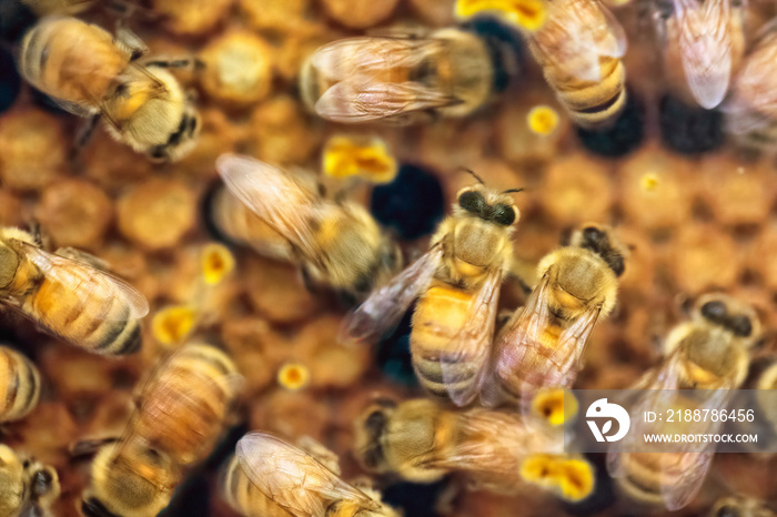 Close-up of busy and hectic life of honey bees on the honeycomb in the apiary. Soft focus with blurry movement of bees.