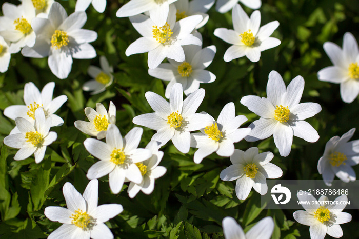 a lot of spring white flowers - anemone nemorosa in garden