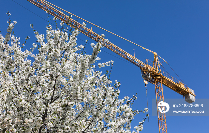 Construction crane with a spring flowering trees