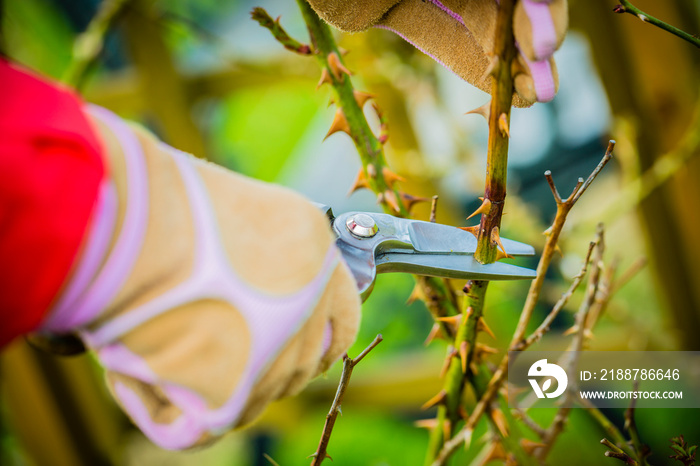 Spring pruning roses