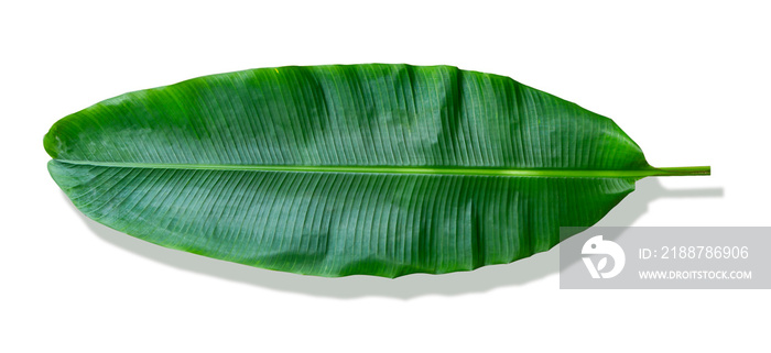 banana leaf on white background. It has very large leaves and resembles a palm. The plant is cultivated and grows well in tropical and subtropical.