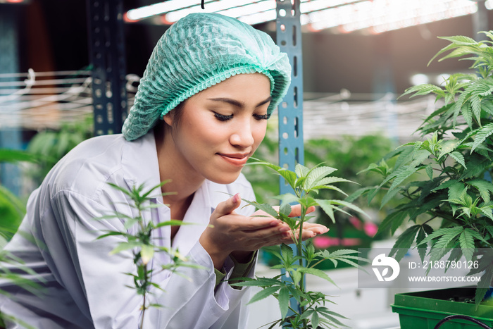 Scientist, Researcher woman wearing lab coat in cannabis laboratory, examining hemp and marijuana specimen. Herbal alternative medicine, CBD, THC, Pharmasutical industry.