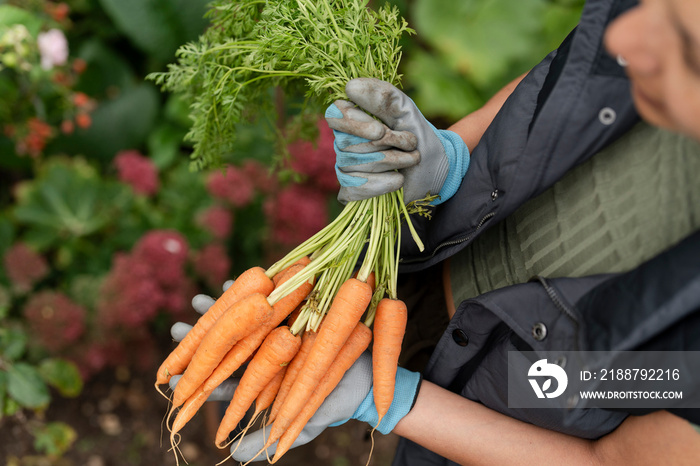 Close-up of woman holding bunch of carrots in urban garden