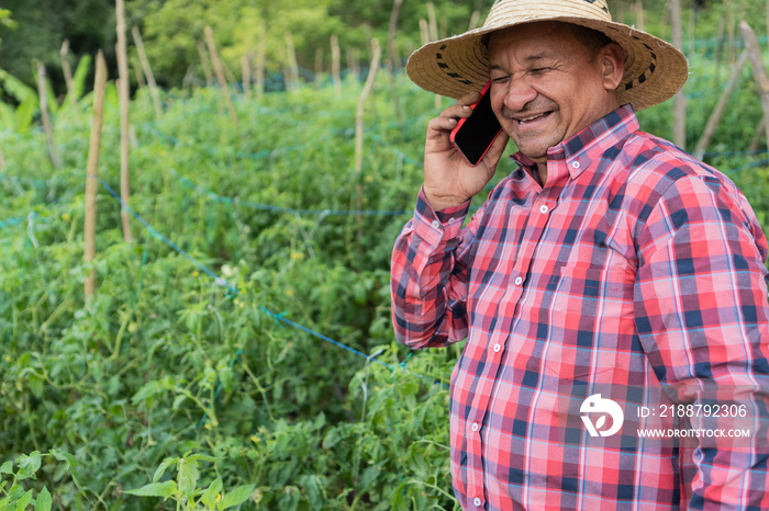 Latin Farmer on cell phone while working in tomato field