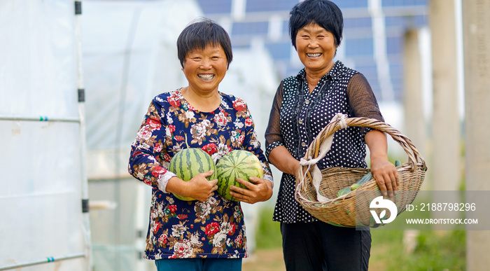 The joy of Asian farmers harvesting harvests in melons and vegetables