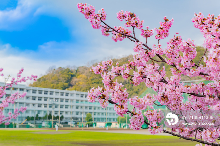 学校の校舎と桜　入学　卒業　春イメージ　河津桜