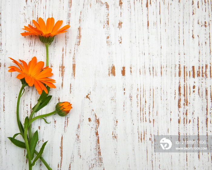 Calendula flowers