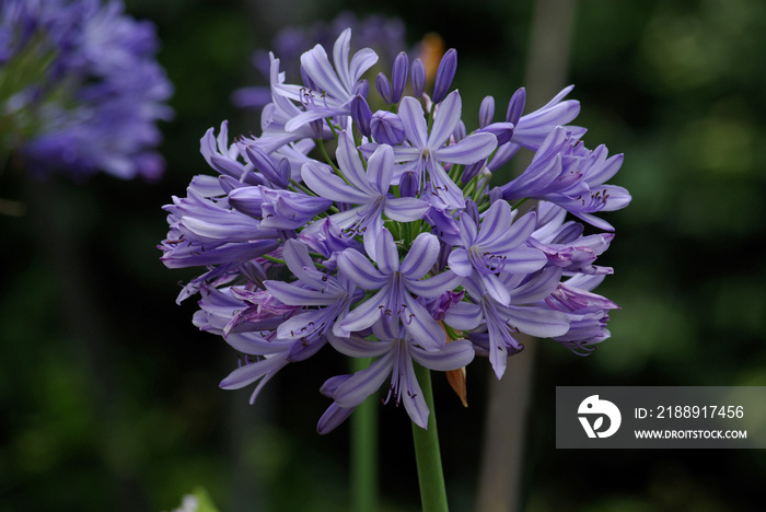 Agapanthe bleu ciel au printemps, Jardin des Plantes Paris