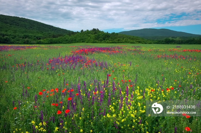 Spring flowers in field. Beautiful landscape. Composition of nature