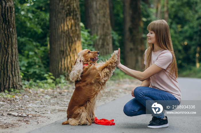 遛狗者与可卡犬漫步