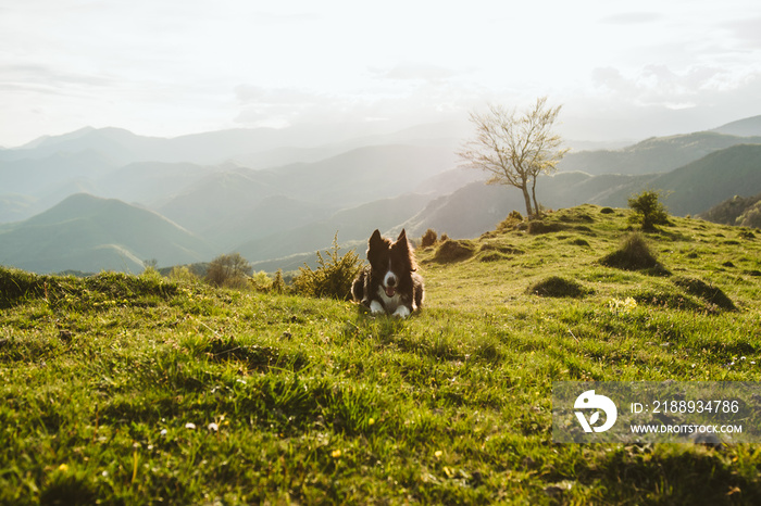 一只边境牧羊犬在开阔的田野里的特写镜头，背景是山脉