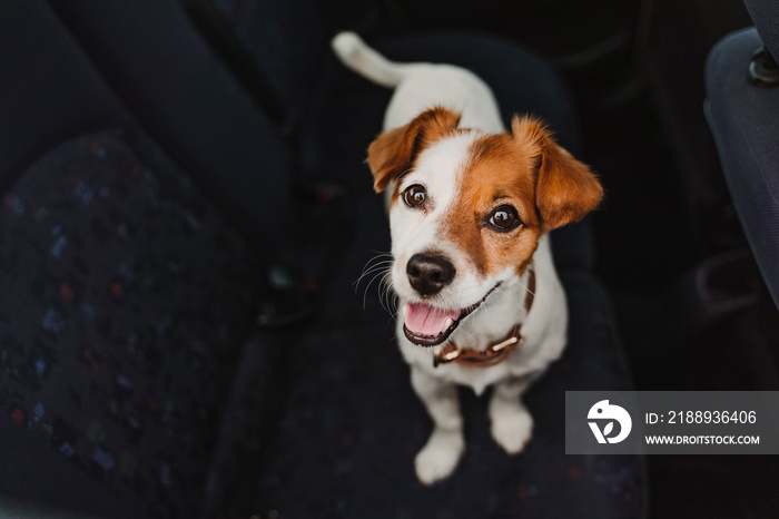 cute small jack russell dog in a car watching by the window. Ready to travel. Traveling with pets co