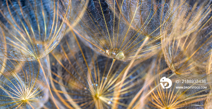 dandelion flower on a beautiful background