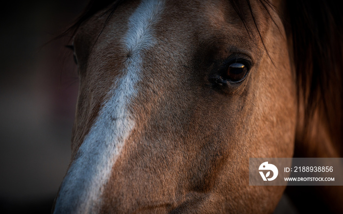 Close Up Photo of Horse