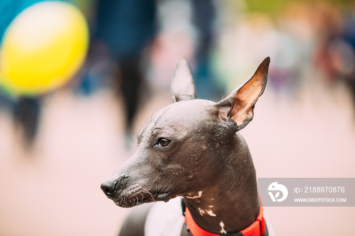 Mexican Hairless Dog Close Up Portrait. Xoloitzcuintli Or Xolo For Short, Is A Hairless Breed Of Dog