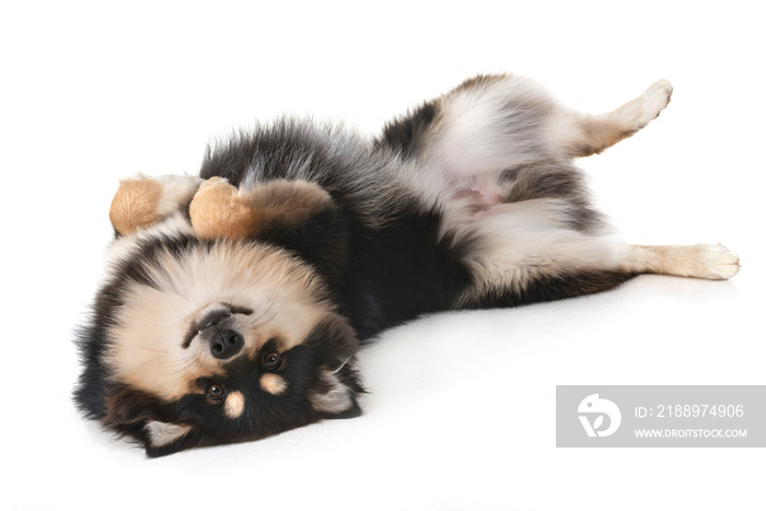 Finnish Lapphund in studio