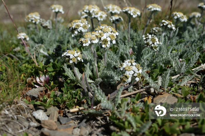 Achillée naine ou faux génépi (achillea nana)