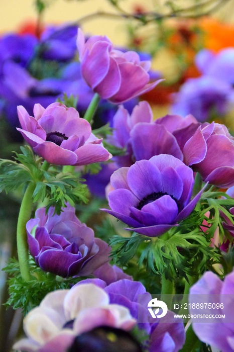 fiori viola di anemoni